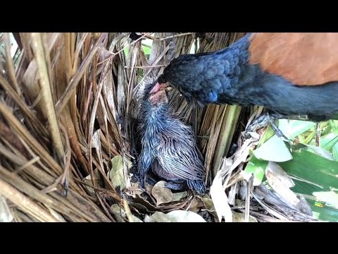 You Won't Believe How This Bird Feeds Its Baby!