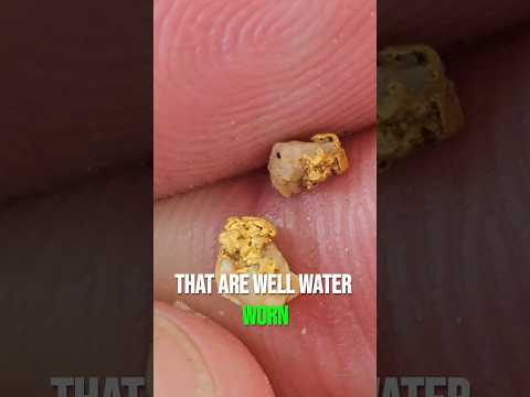 Gold Specimens and Tiny Nuggets #goldmining #specimens #gold #prospecting