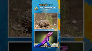 Animal Quiz: Test Your Wildlife Knowledge! Part-3 #animalquiz #wildlifetrivia #animalchallenge