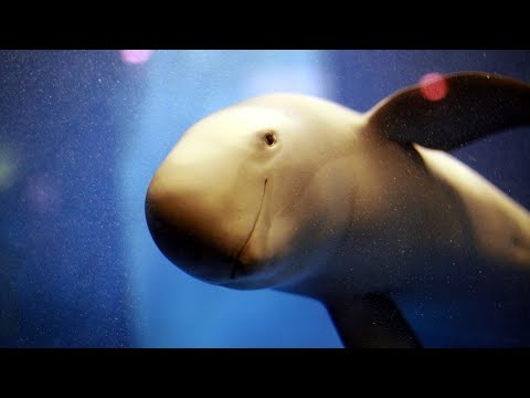 Facts: The Finless Porpoise