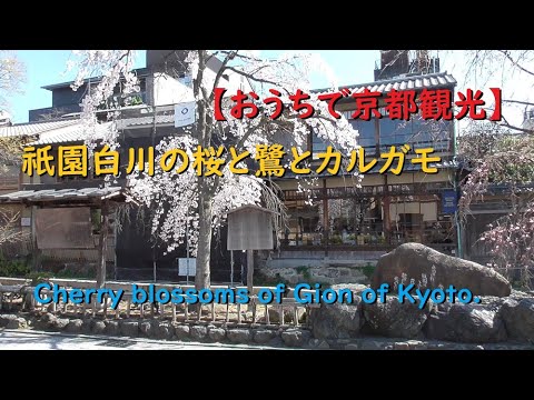 【京都観光】祇園白川の桜と鷺とカルガモ♪【Cherry blossoms of Gion of Kyoto.】