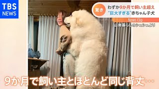 ライオン？シロクマ？巨大すぎる子犬　生後9か月で飼い主と同じ背丈に｜TBS NEWS DIG