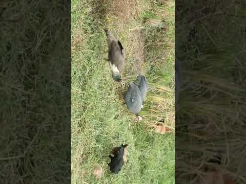 Peacock with Hen and Rooster #Viral #Shorts