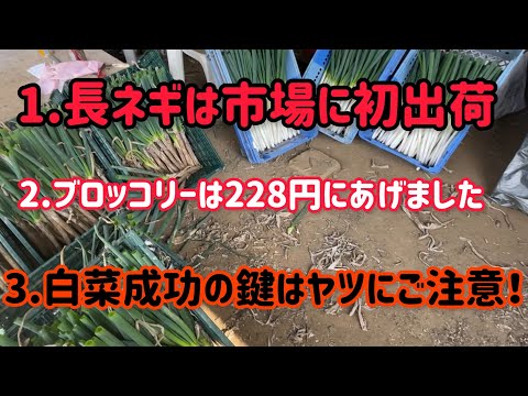 高騰ブロッコリーは逃げ切りで高騰ネギがスタートしました！白菜は寒くなってからが要注意