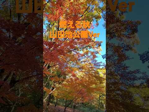 燃える秋(Hi-Fi Set) 山田池公園Ver2024 #music #song #osaka #燃える秋 #autumn #winter #flowers #Hi-Fi Set