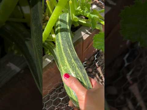 Do you like zucchini? #garden #backyardharvest #backyardgardening #gardening #vegetables #zucchini