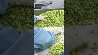 Green Power Bites: Freeze Dried Spinach#freezedried #manufacturing #foodfactory