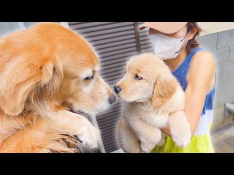 【天使】甥っ子に初めて会った愛犬の反応が優し過ぎました･･･