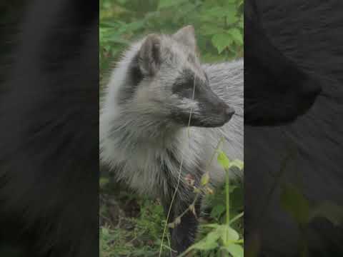 Arctic Fox Facts: Diet, Habitat, and More! #animals #Arcticfox #fox.