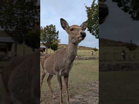 奈良公園の鹿🦌💕