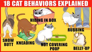 18 Strangest Cat Behaviors Explained