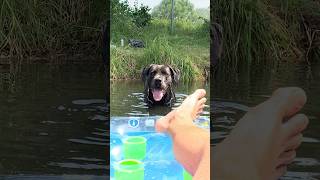 Canecorso eat a 🐸??? #canecorso #breed #dog #italian #mastiff  ##shorts #shortvideo #viral #views