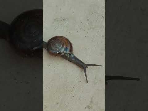 #snail  #animalslover #animal #viralshort #trending #ghongha #loweranimal#invertebrate #nature