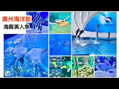 廣州海洋館 ｜ 在廣州的水族館 海豚表演 美人魚表演 ｜ 廣州深海獵奇  《醉男旅行記錄-中國 廣州旅遊》