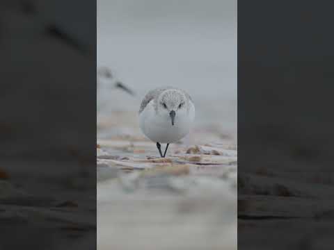 🎥 Exploring Dutch Birdlife: Up Close with Adorable Puffballs! 🐦✨ #wildlifephotography