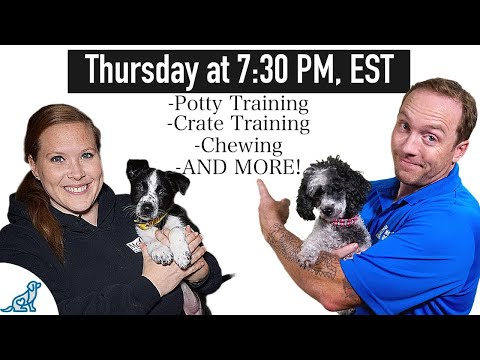 Puppy Training Troubleshooting - LIVE Q&A