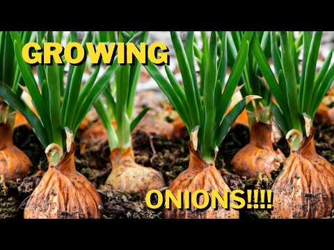 How to grow Onions in a Growbag????