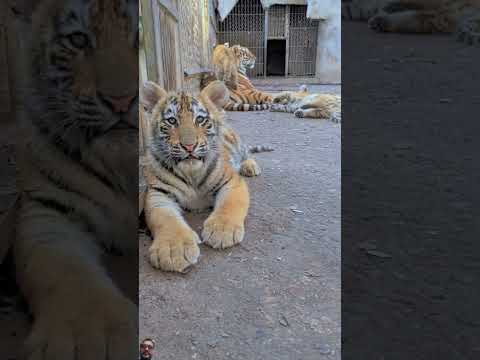 #tiger #animals #lion #zoo #cute #kitten #adorable #tigercub #kitty #fpy