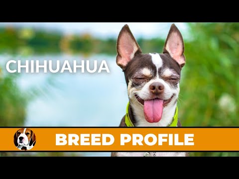 Chihuahua Dogs: Are They The Right Dog For You?