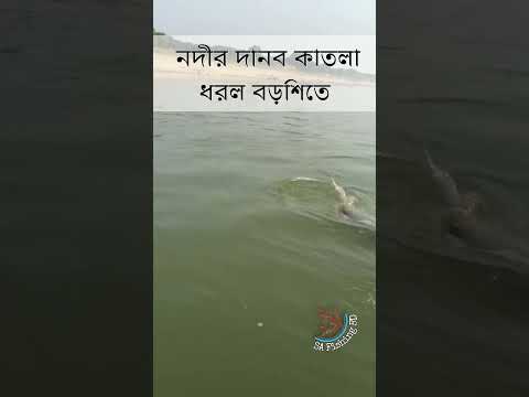 পদ্মা নদীতে বিশাল কাতলা মাছ শিকার | Padma River Fishing | Ep:122 | #hookfishingtips