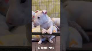 Bull Terrier Dog 🐶 #bullterrierdogbreed #shortvideo #hindi #animals