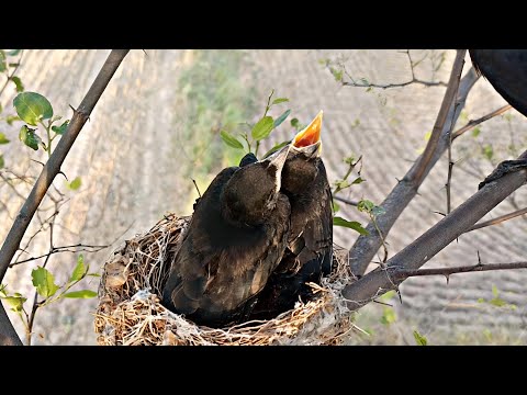 Young black birds asking for food to mother in love and polite @BirdPlusNest