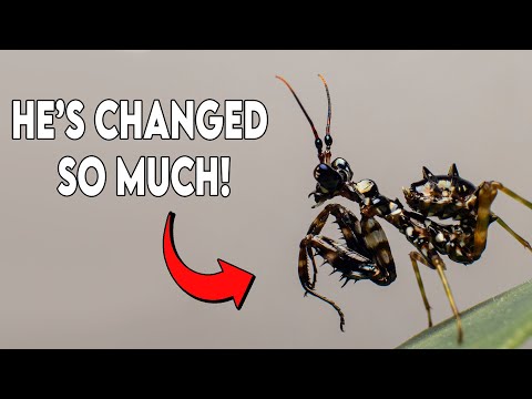 Comparison of 4 Mantis Nymphs Now They're Growing Up! [FEEDING]