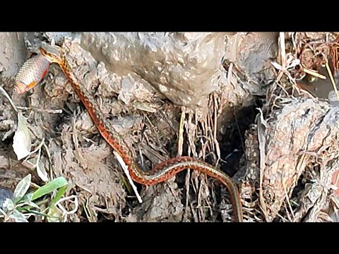 গর্তের চিপায় সাপ যেভাবে মাছ ধরে | How a snake eats fish in the hole