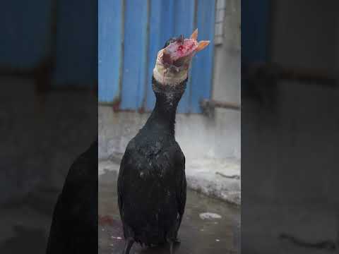 Cormorant eating big fish head