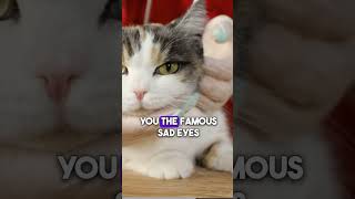 Mind Games Your Cat Plays #shortfeed  #pets #playfulpaws #short