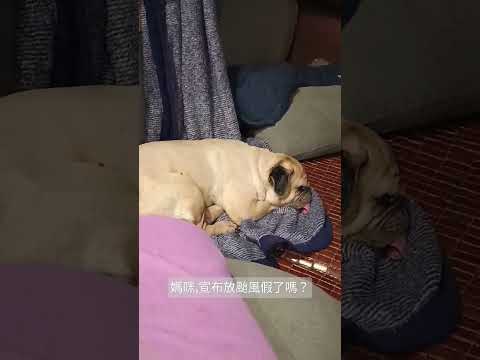 美佐:我先睡飽再說 #pug #巴哥犬