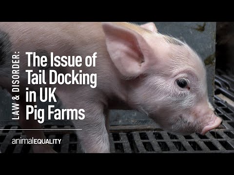 The Issue of Routine Tail Docking Inside UK Pig Farms