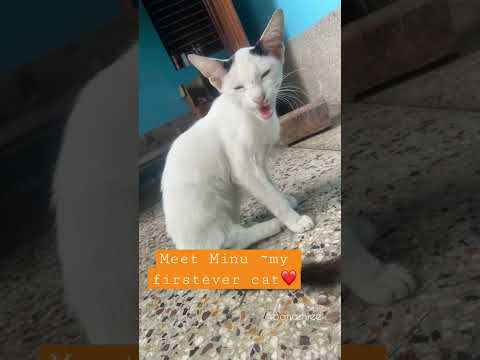 ❤️❤️#paws #catlover #catvideo #shortvideo #shortsindia #shortsfeed #kittycat #shortsyoutube #cats