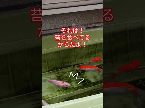 [金魚]　知ってたァ～外で飼う金魚は冬　餌は食べないんだよ❗