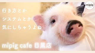 【 目黒店のご紹介 】マイクロ ブタ カフェ- mipig cafe -【 動物 カフェ 東京  ぶた 】