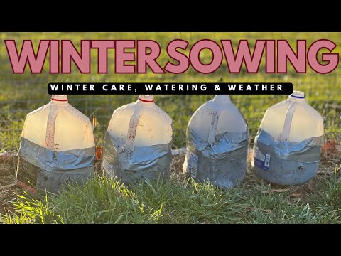 WINTER SOWING CARE | winter care, watering, temperature craziness, garden planting & more