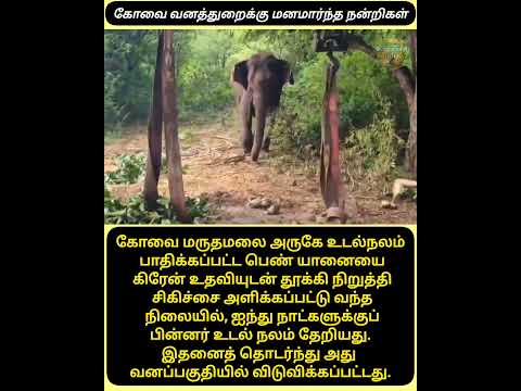 தாய் யானை காட்டுக்குள் விடப்பட்டது #coimbatore #pollachi #elephant #forestdepartment