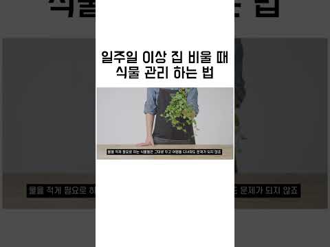 휴가철 식물관리 하는 법