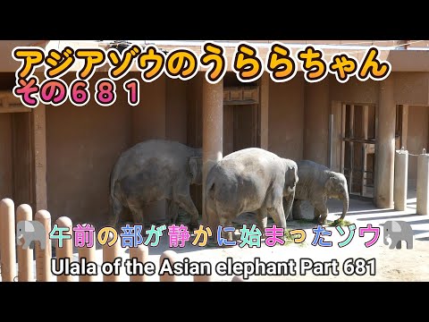 アジアゾウのうららちゃん（６８１）🐘午前の部が静かに始まったゾウ🐘（東山動植物園）Ulala of the Asian elephant Part 681