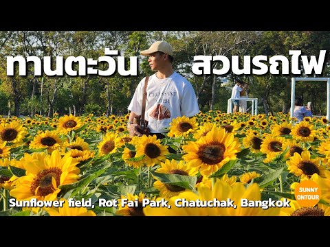 นั่งรถไฟฟ้าใต้ดินไปดู ทุ่งทานตะวัน สวนรถไฟ สวยมาก! Sunflower field, Rot Fai Park, Chatuchak, Bangkok