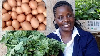 Secrets to massive egg production using this green vegetables in poultry farming