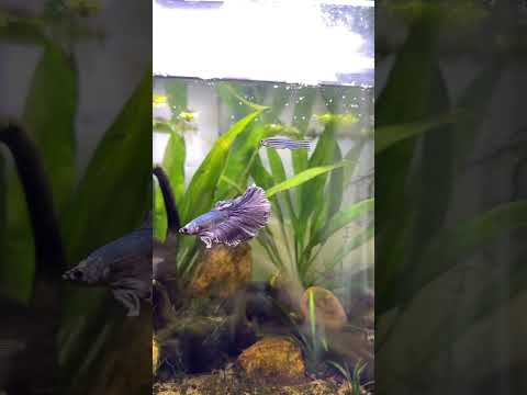 Betta fish #betta #aquariumtanks #ytshorts