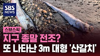 지구 종말 전조? 또 나타난 심해어 / SBS / 스브스픽