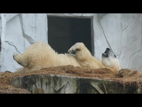 20240718①フブキ朝のひと泳ぎとゴロリンスリスリ