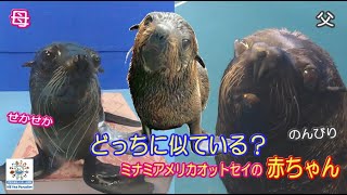 【オットセイ】どっちに似ている？　タラちゃんみたいな足音の赤ちゃん(^^)　（伊勢シーパラダイス）