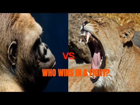 Gorilla Vs. Lion: Who Wins in a Fight?/Animal Fight