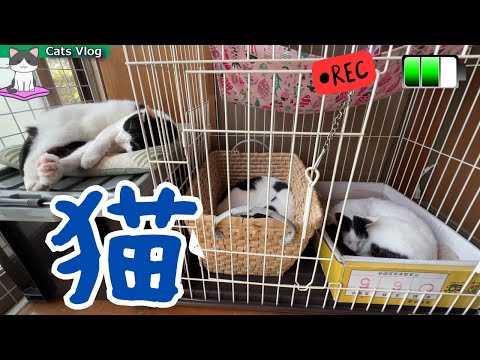 【Cats Vlog】猫さん劇場😸 #Vlog #猫動画 #可愛い猫 #保護猫