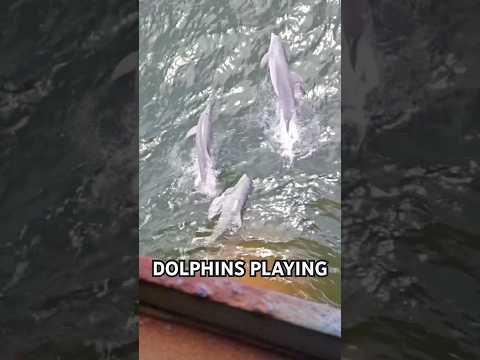 DOLPHINS PLAYING #dolphins #dolphin #dolphinwatching #dolphinsnews