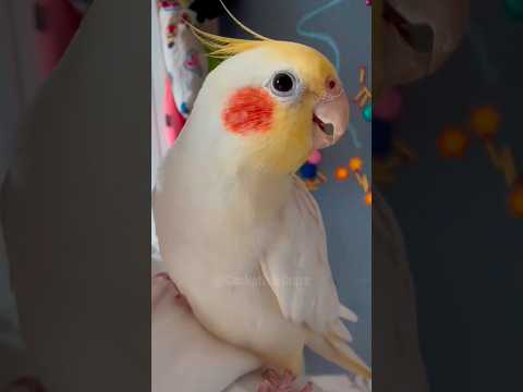 Adorable Cockatiel Jerry's Cute Peeeeekaboo and cookie cookie cookieeeee 🥰🦜😅 #cockatielscraze