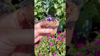 Edible Flowers at Epcot Flower and Garden Festival #disneyparks #disneyeats